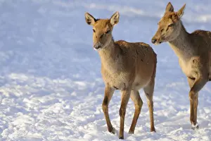 Deers: Two deer in snowy winter terrain