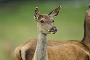 Focus: A deer stands at attention, in the background are green and brown colours