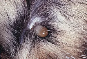 Ticks: DEER TICK - engorged on house cat