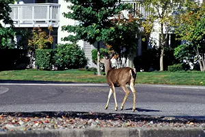 Neighborhood: Deer walking through residential neighborhood