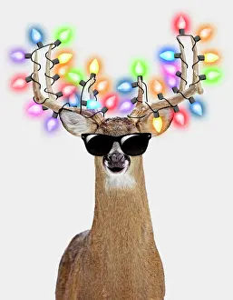 Deer - in winter snow with Christmas lights