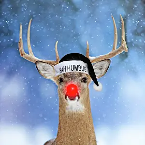 Rudolph: Deer, in winter snow with Rudolph red nose, wearing