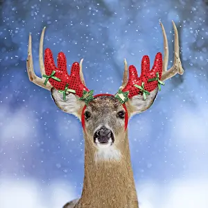 111219: Deer, in winter snow wearing antler headband
