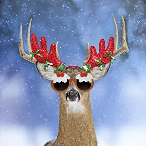 Pudding: Deer, in winter snow wearing antler headband