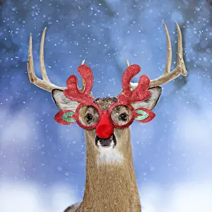 Rudolph: Deer, in winter snow wearing Christmas antler