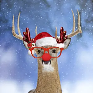 Rudolph: Deer, in winter snow wearing Christmas hat and