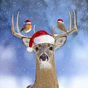 110418: Deer, in winter snow wearing Christmas hat, with