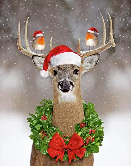 Holly: Deer - in winter snow wearing Christmas hat with wreath