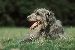 Panting: Deerhound DOG - sits with tongue out