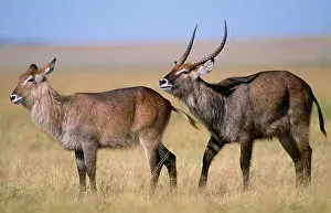 Waterbucks: Defassa Waterbuck