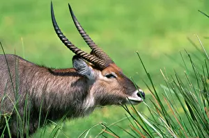 Waterbucks: Defassa Waterbuck