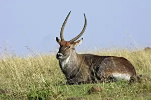 Waterbucks: Defassa Waterbuck