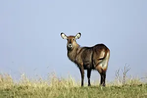 Waterbucks: Defassa Waterbuck