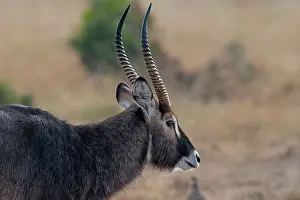 Waterbuck: Defassa Waterbuck