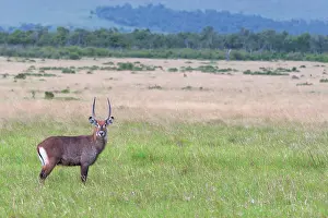 Waterbuck: Defassa Waterbuck