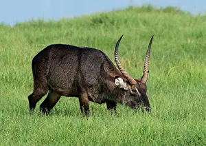 Waterbuck: Defassa Waterbuck - feeding in swamp