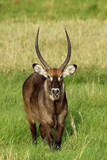 Waterbuck: Defassa Waterbuck, Kobus ellipsiprymnus