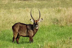 Waterbuck: Defassa Waterbuck, Kobus ellipsiprymnus