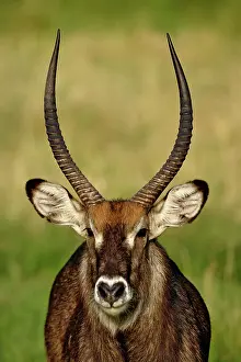 Waterbuck: Defassa Waterbuck, Kobus ellipsiprymnus