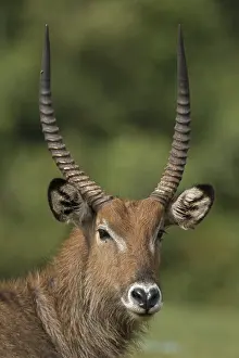 Waterbuck: Defassa Waterbuck, Kobus ellipsiprymnus defassa, male, Kenya