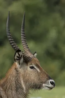 Waterbuck: Defassa Waterbuck, Kobus ellipsiprymnus defassa, male, Kenya