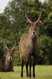 Waterbuck: Defassa Waterbuck, Kobus ellipsiprymnus defassa, male, Kenya