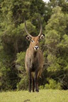 Waterbuck: Defassa Waterbuck, Kobus ellipsiprymnus defassa, male, Kenya