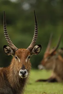 Waterbuck: Defassa Waterbuck, Kobus ellipsiprymnus defassa, male, Kenya