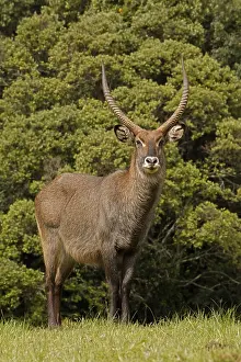 Waterbuck: Defassa Waterbuck, Kobus ellipsiprymnus defassa