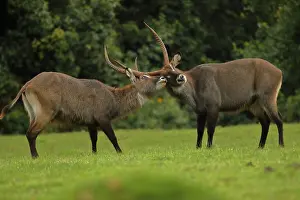 Dominance: Defassa Waterbuck, Kobus ellipsiprymnus defassa, male, Kenya