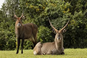 Waterbuck: Defassa Waterbuck, Kobus ellipsiprymnus defassa, male, Kenya
