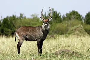 Waterbucks: Defassa Waterbuck - Male
