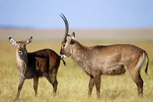 Waterbucks: Defassa Waterbuck - male waterbuck testing a female's
