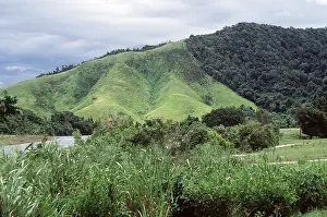Elizabeth Bomford: DEFORESTATION