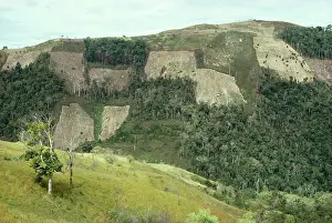 Robert Mcdougal: DEFORESTATION