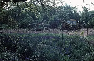 Bluebell: DEFORESTATION - of bluebell wood, Clearing ancient