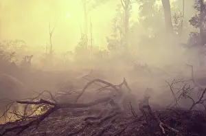 Roraima: Deforestation in Brazil