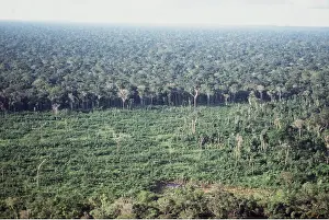 Clearing: Deforestation - Cattle ranching in Amazon - Cleared