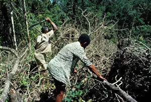 Cloves: Deforestation - clearing primary forest for cloves