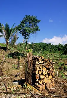 Logging: Deforestation - clearing rainforest