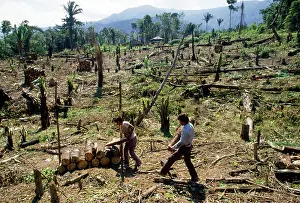 Logging: Deforestation - clearing rainforest