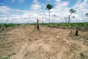 Damage: Deforestation - clearing rainforest for cattle ranching