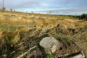 Mechanical: Deforestation - destroyed timber forest after mechanical