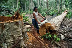 Logging: Deforestation - felling Greenheart