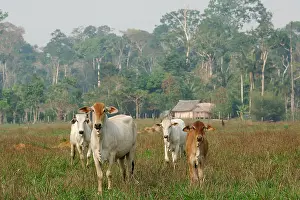 Equatorial: Deforestation of the forest amazonienne for animal husbandry