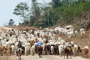 Cattleman: Deforestation of the forest amazonienne for animal husbandry