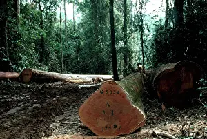 Concerns: Deforestation in the Ivory Coast