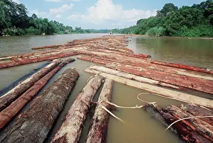 Logging: DEFORESTATION - Log train on Kinabatangan River