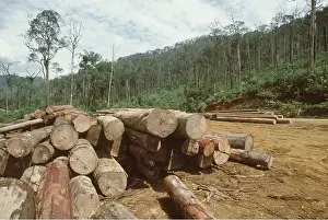 Destructive: DEFORESTATION - Logging