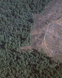Ugly: DEFORESTATION - Native Eucalyptus forest cleared